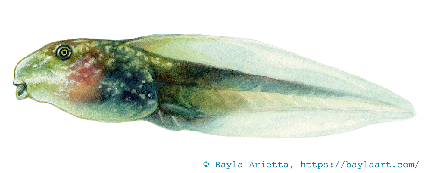 Watercolor illustration of a wood frog tadpole. Artwork by Bayla Arietta.