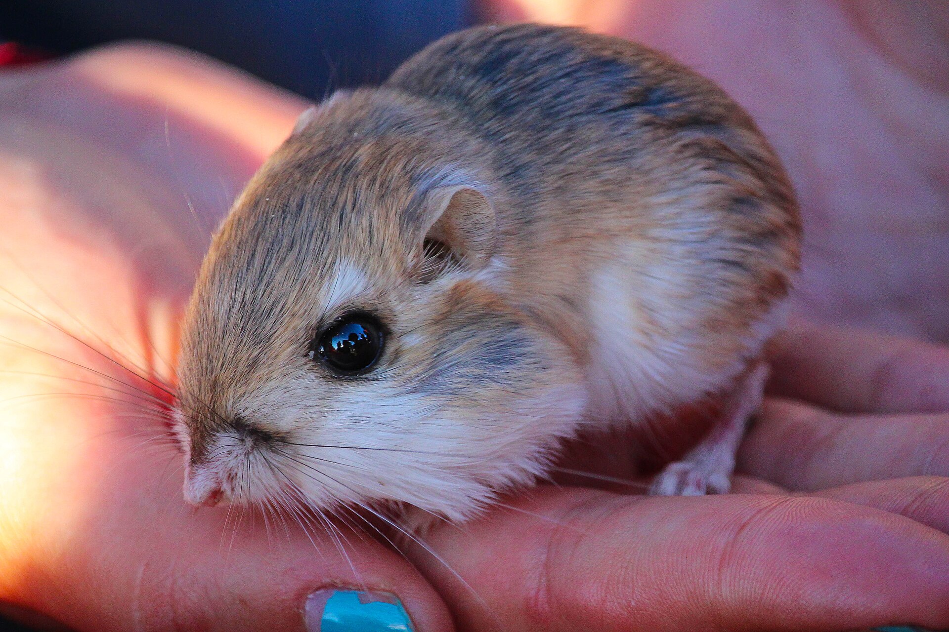Photograph of a Merriam's kangaroo rat, from Wikimedia Commons.