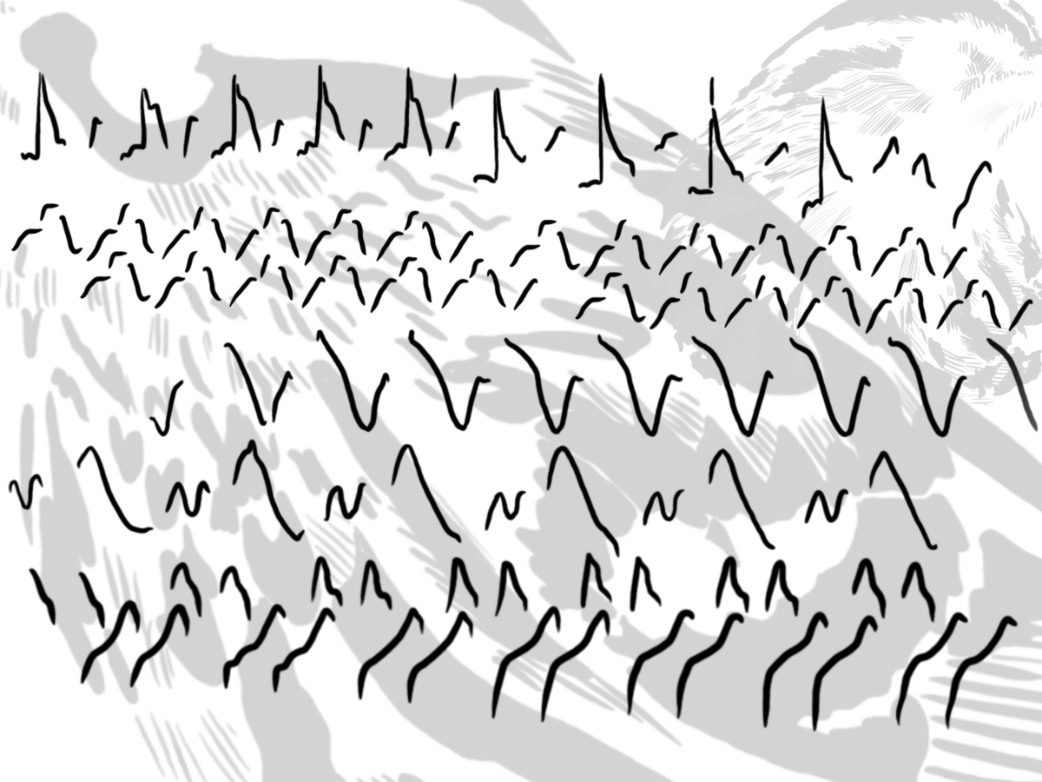 Black and white artwork composed of shapes derived from bird call spectrograms for black-and-white warbler.
